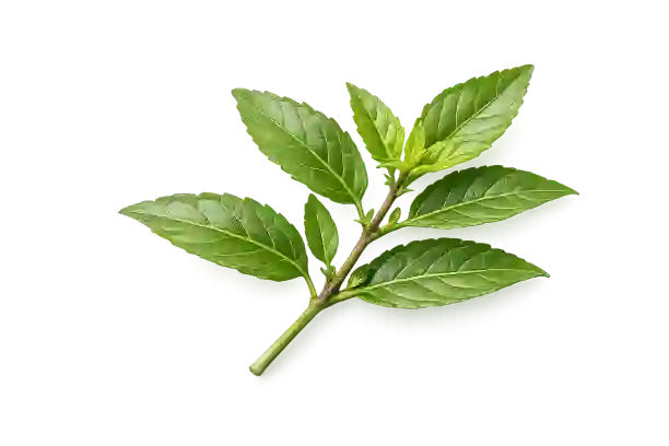 Jatamansi