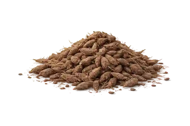 Fenugreek